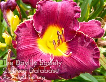 Tall Troubadour AHS image