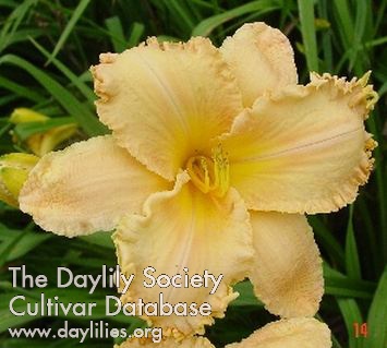 Dolly Wolly AHS image