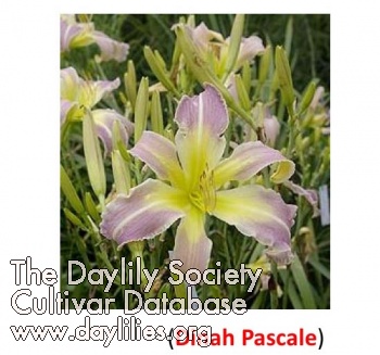 Dinah Pascale AHS image
