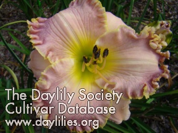 Lilyland's Ruffled Repeater AHS image