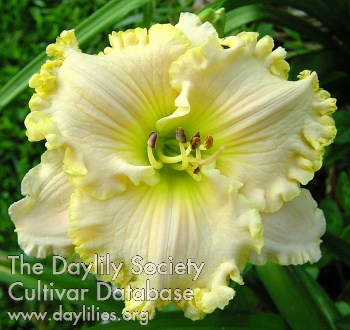Spring Reverie AHS image