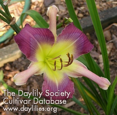 Deja Blu AHS image