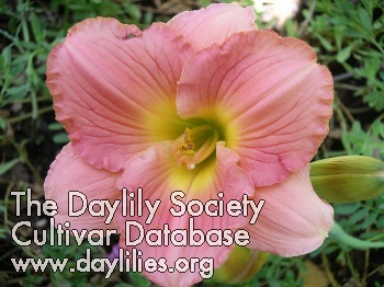 Dallas Blushing Debutante