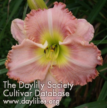 Lady's Pink Ruffles AHS image