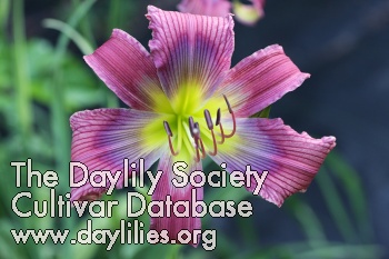 Vivid Veins AHS image