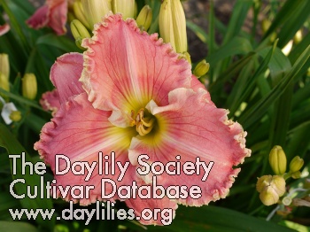 Pink Slip AHS image