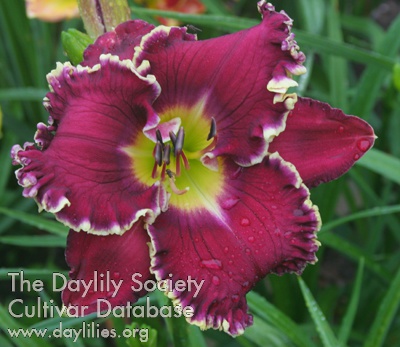 Year of Jubilee AHS image
