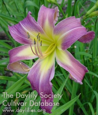 North Wind County Fair AHS image