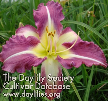 Tigerlily's Flamboyant Star