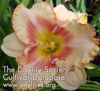 Tigerlily's Pink Faery Dust