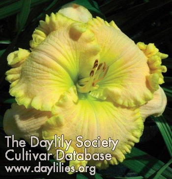 Diana Culbertson AHS image