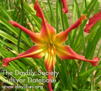 Discover the Stars AHS image
