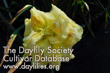 Garden Debutante AHS image