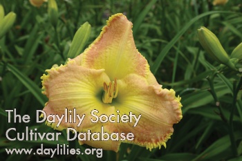 Summer Rhapsody AHS image
