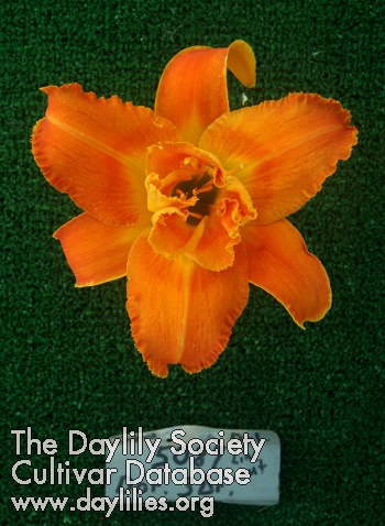 Topguns Orange Express AHS image