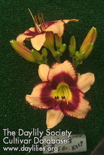 Topguns Raspberries 'n Cream AHS image