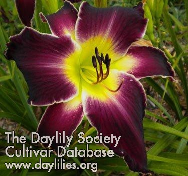 Purple Dwarf AHS image