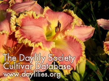 Northern Dazzler AHS image