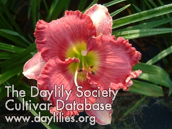 Pink Hawaiian Sunset AHS image