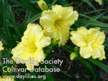 Lemon Grove AHS image