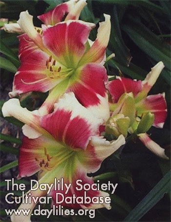 Westbourne Flowering Spooks AHS image