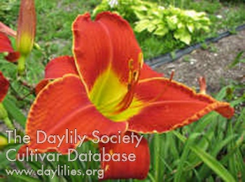 Lorraine Dietrich AHS image