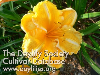 Golden Philanthropy AHS image