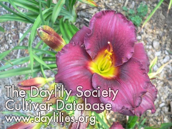 Purple Plenty AHS image