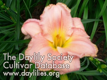 Persuasively Pink AHS image