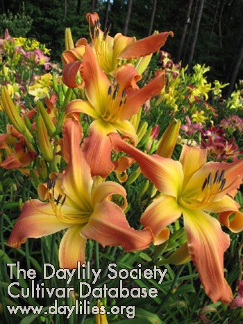 Miss Demeanor AHS image