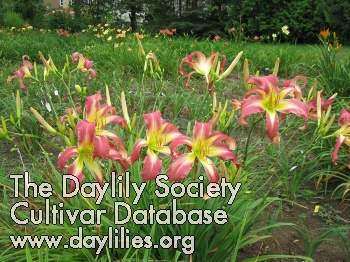 Sweet Marilou AHS image