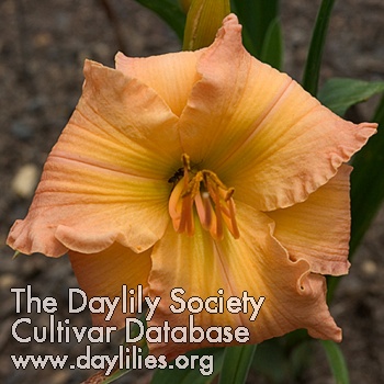 Passionate Peach AHS image