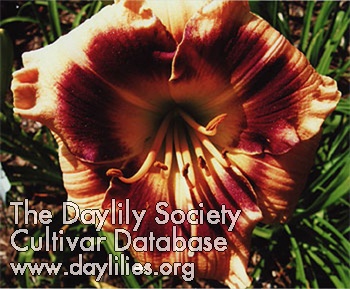 Paradise Valley AHS image