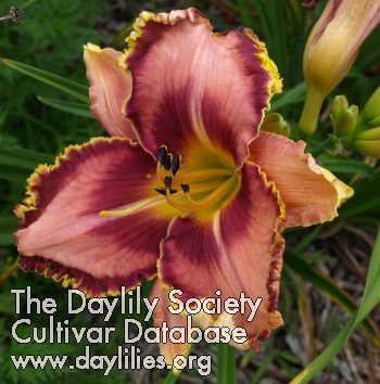 Ron Wilson's Online Garden Party AHS image
