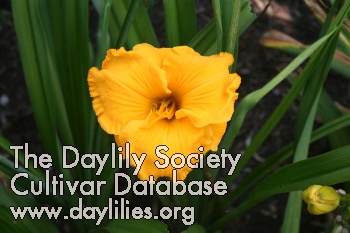 Farmville Gold AHS image
