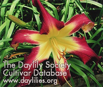 Ledgewood's Garden Devil AHS image