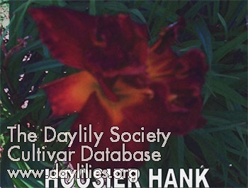 Hoosier Hank