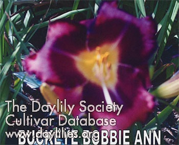 Buckeye Bobbie Ann