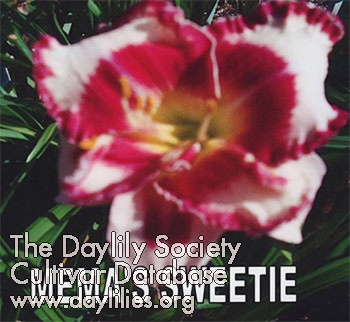 Mema's Sweetie AHS image