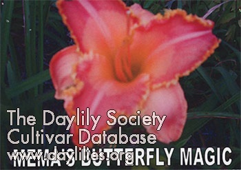 Mema's Butterfly Magic AHS image
