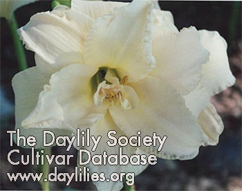 Julia's White Delight AHS image