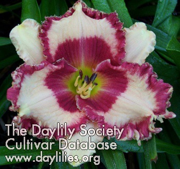 Rosy Red AHS image