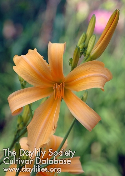 Tanager Peach