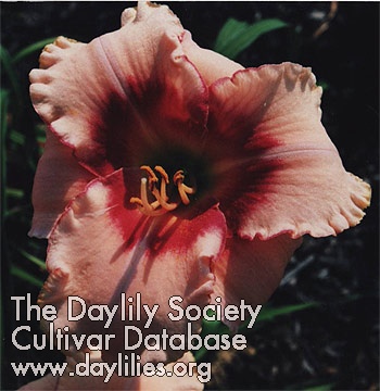Jerry's Delight AHS image