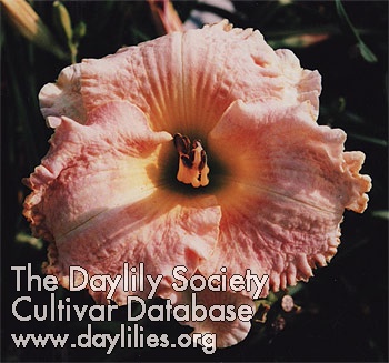 Crepe Pink AHS image