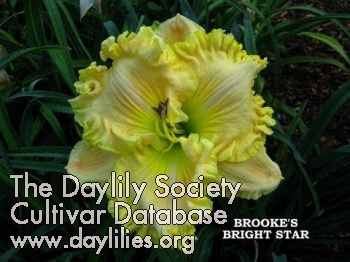 Brooke's Bright Star AHS image
