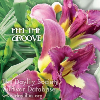 Feel the Groove AHS image