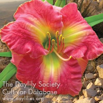 The Future of Desire AHS image