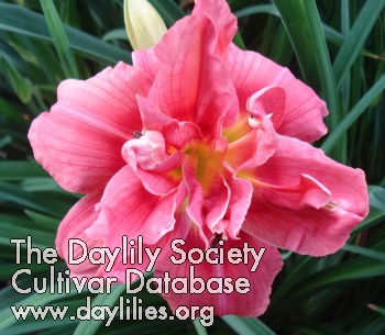 Maurepas Pink on Pink AHS image