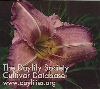 Taryn AHS image
